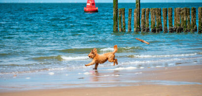 Urlaub mit Hund in Domburg